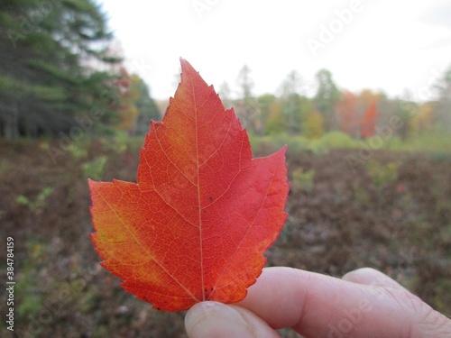 red maple leaf in hand