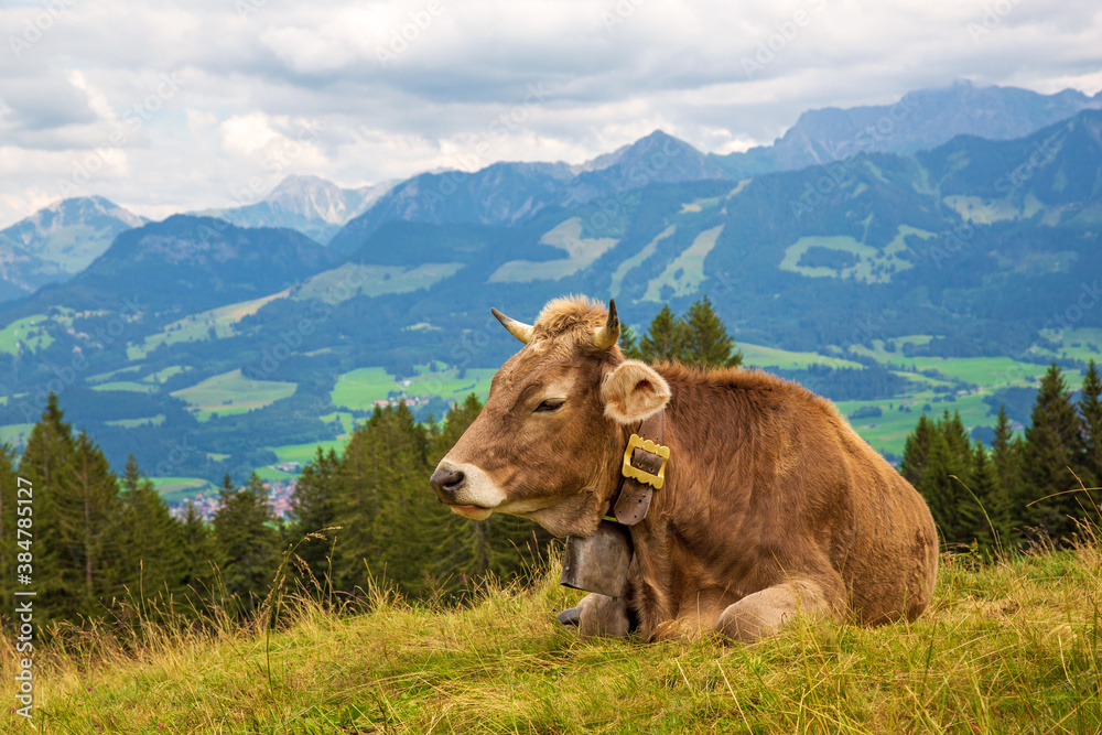 Kuh - Allgäu - Sonnenköpfe - Alpen - malerisch