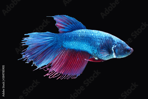 Beautiful Thai betta fish  with crown tail © atthaporn