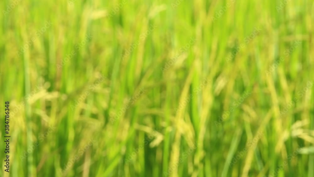 Blurred rice moving in the field , Chiangmai Thailand. Blurred rice moving in the field , Chiangmai Thailand.