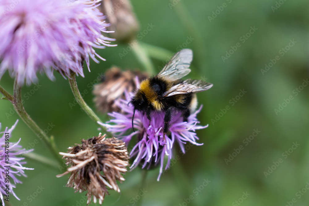 Bumblebee on flower Bumblebee on flower