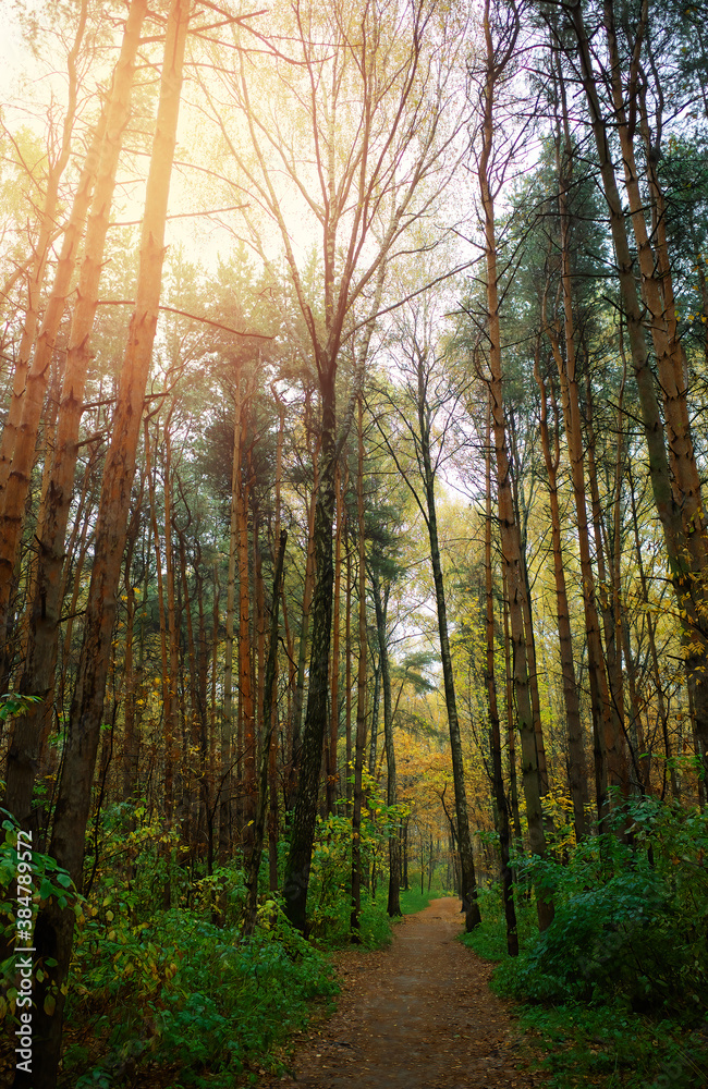 Obraz premium Light leak at autumn forest landscape background