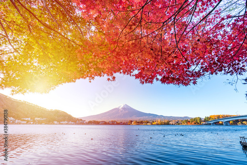 Colorful Autumn in Mount Fuji, Japan - Lake Kawaguchiko is one of the best places in Japan to enjoy Mount Fuji scenery of maple leaves changing color giving image of those leaves framing Mount Fuji. © yaophotograph