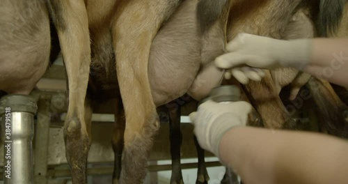 Milking goats, Bavaria, Germany