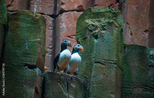 Two common Atlantic puffin birds sitting on rocks by the sea. photo