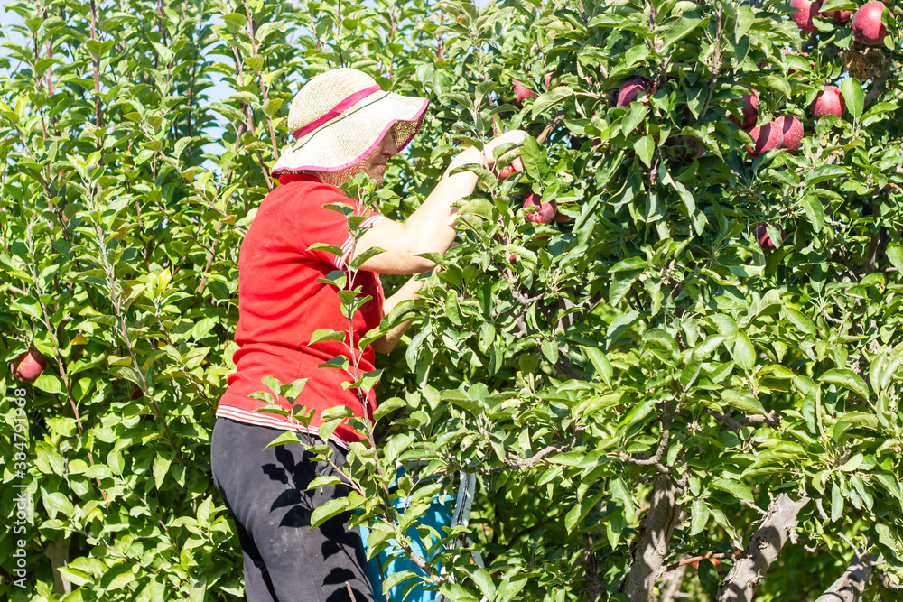 young woman picking apples in apple orchard