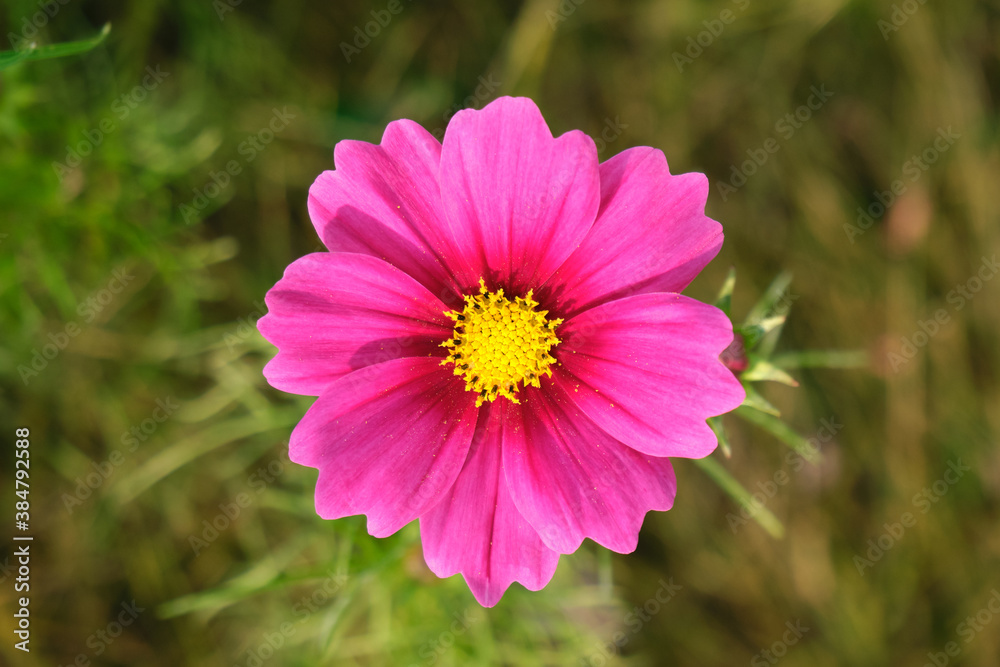 Fototapeta premium コスモス (上からの接写)