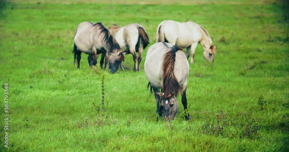 Tarpan wild horse male on the field Tarpan wild horse male on the field