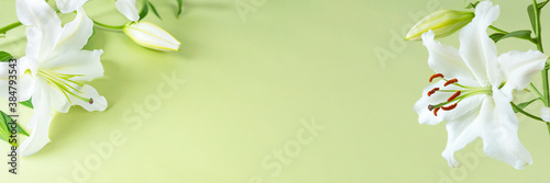 White lily flowers on light green background with copy space in middle side ideal as a website banner head