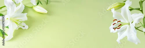 Panel kuchenny z motywem White lily flowers on light green background with copy space in middle side ideal as a website banner head