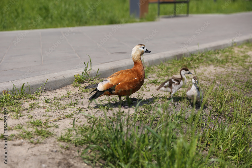 duck with ducklings in the park in summer duck with ducklings in the park in summer
