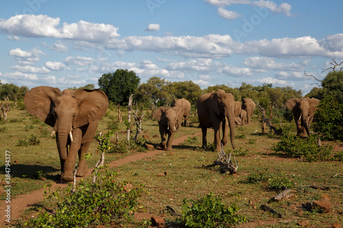 Elephant herd walking in Mashatu Game Reserve in the Tuli Block in Botswana photo