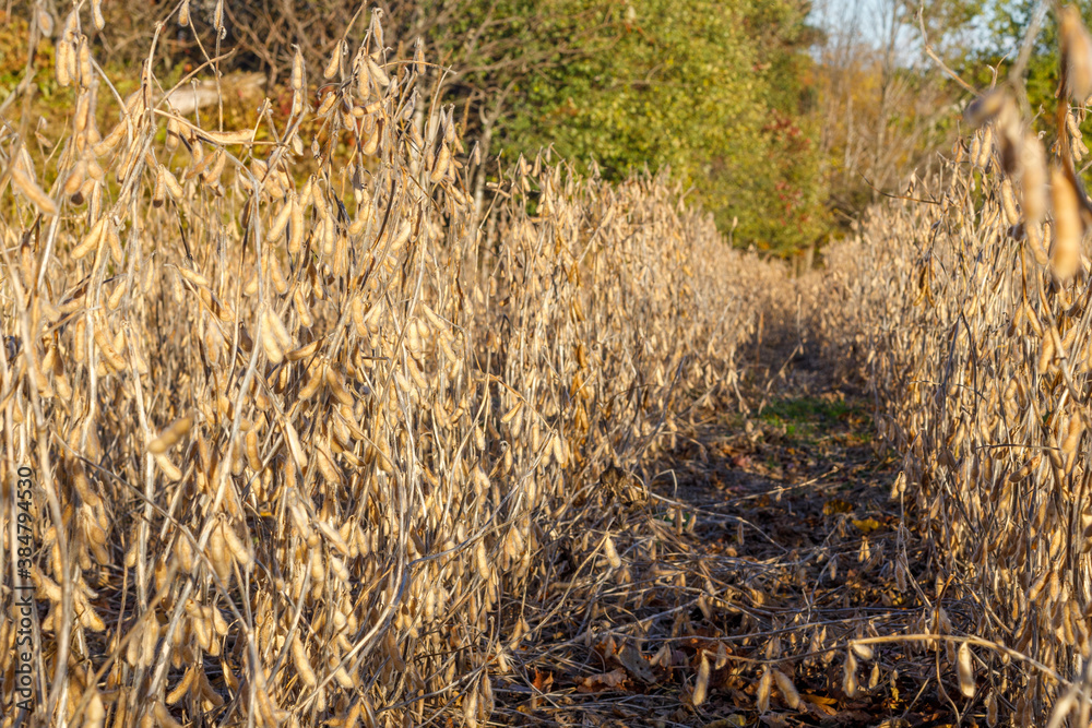 Fototapeta premium Soybean field in early fall ready for harvest, close up, selective focus, background blur, foreground blur