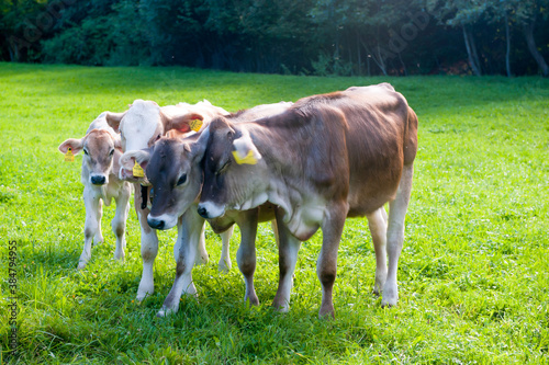 calves on a maedow in the austrian alps photo