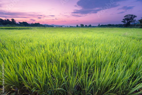 Landscape view of wide fresh organic rice field with sunrise skay in morning.