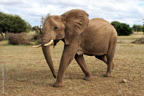 Elephant  walking in Mashatu Game Reserve in the Tuli Block in Botswana photo