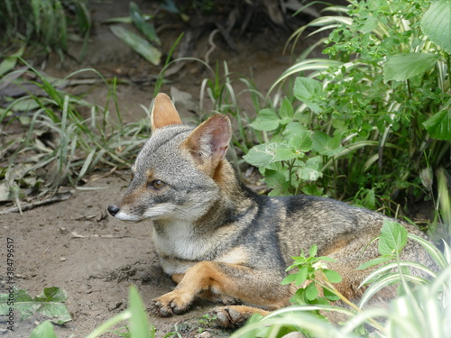 Sechurafuchs oder Sechuran-Zorro (Lycalopex sechurae). Ecuador. 