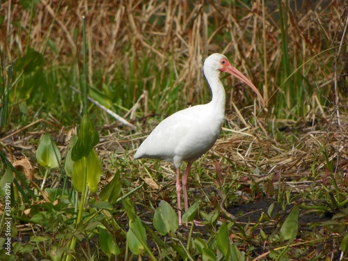 White Ibis on the River