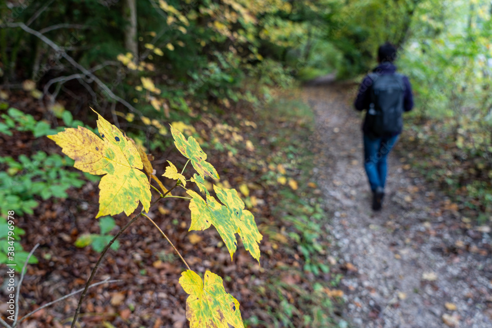 Fototapeta premium Herbst im Oberen Donautal