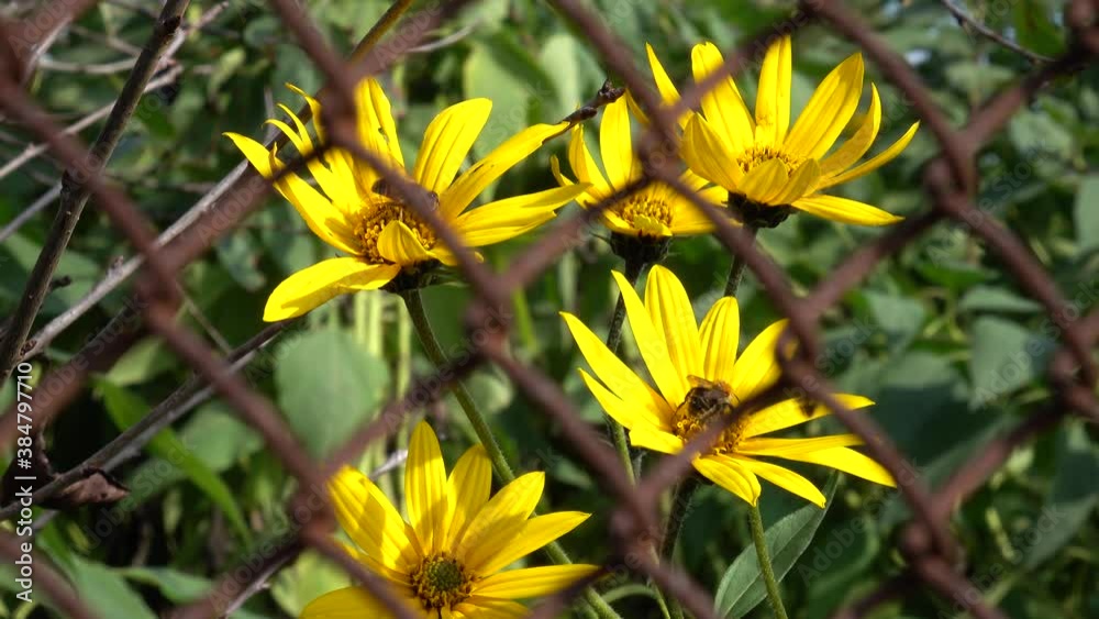 Bees fly over Jerusalem artichoke flowers against a blue sky behind an old metal mesh fence Bees fly over Jerusalem artichoke flowers against a blue sky behind an old metal mesh fence