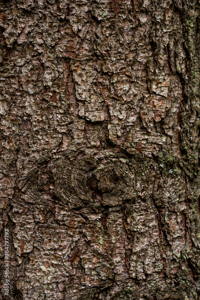 spruce fir bark softwood tree texture background spruce fir bark softwood tree texture background