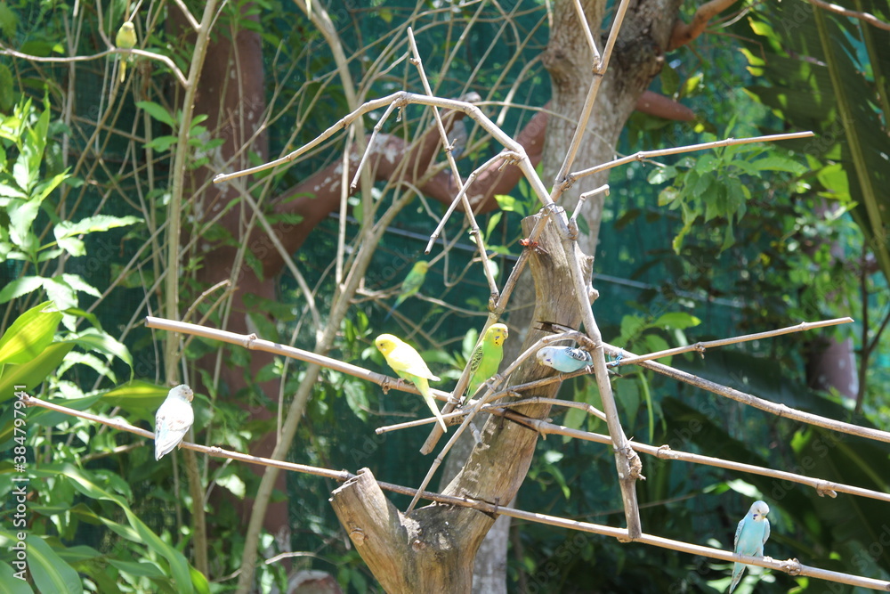 lizard on a branch vietnam