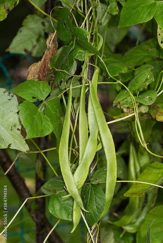 Fototapeta premium Runner beans growing on climbing vines
