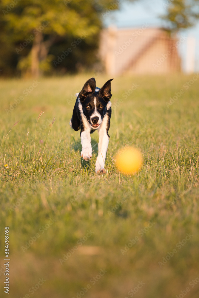 young border collie dog running fetching a yellow ball in tall grass young border collie dog running fetching a yellow ball in tall grass
