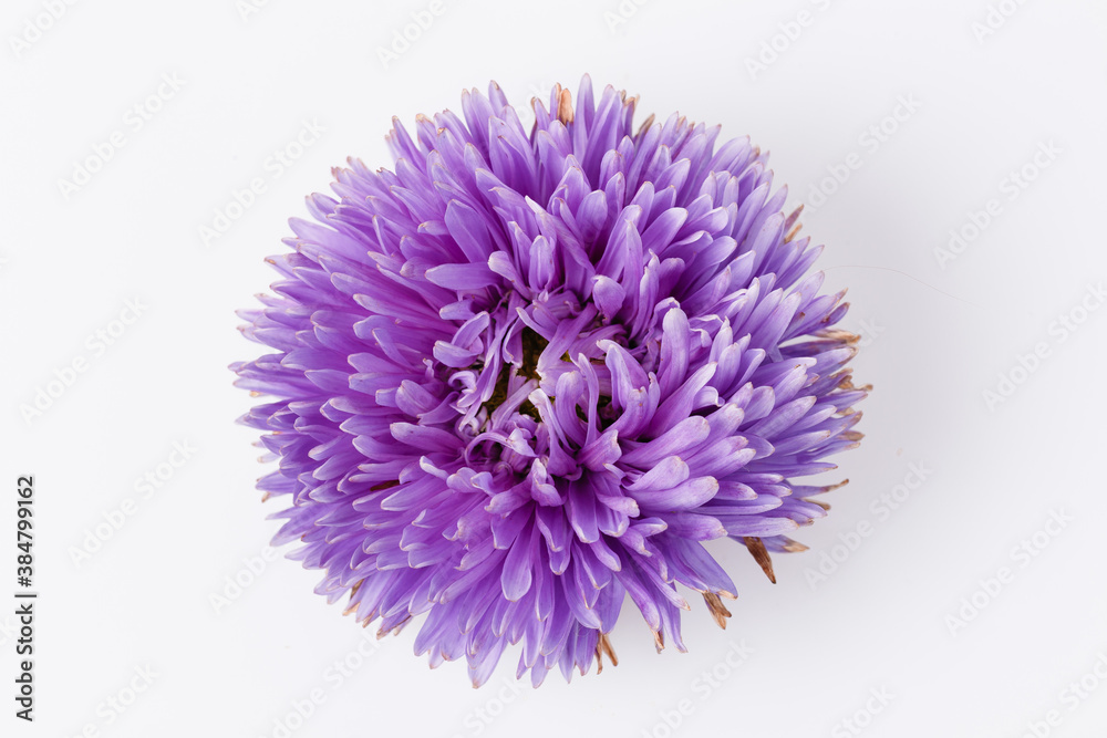 Violet aster flower isolated on white background.