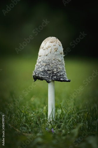 a coprinus comatus on green grass in the garden in autumn