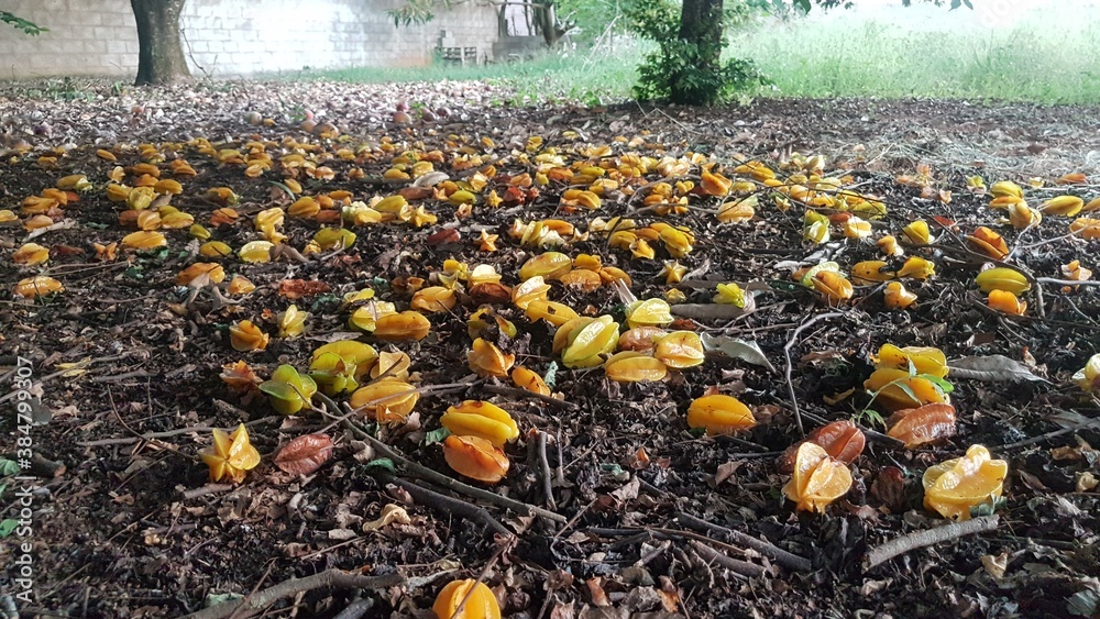 Obraz premium yellow tulips in the garden