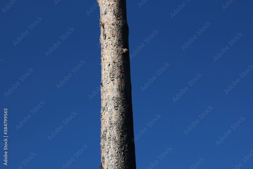 Bare tree trunk against dark blue sky with copy space