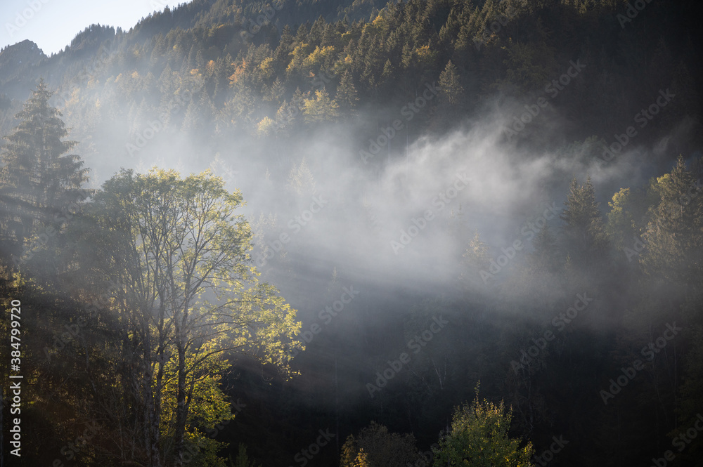 Fototapeta premium Rauch im herbstlichen Wald