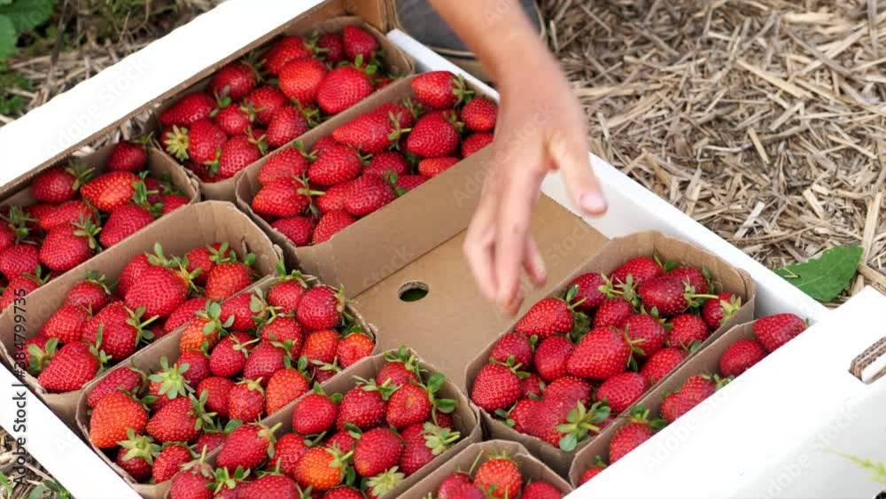 Farmer's hands is puts pasteboard baskets with strawberry in the box