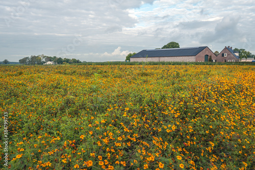 Colorful field full of orange and brown blossoming tagetes. In the background is a farm with a large barn. The photo was taken on a cloudy autumn day in the Dutch province of Noord-Brabant.