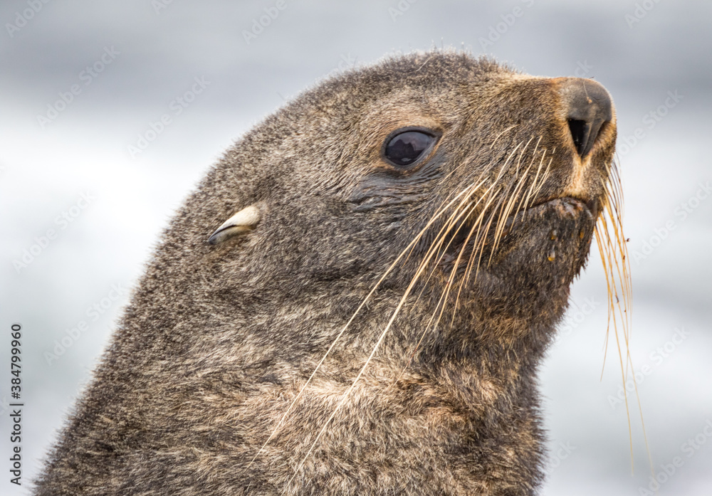 Antarctic Fur Seal (Arctocephalus gazella), Antarctica