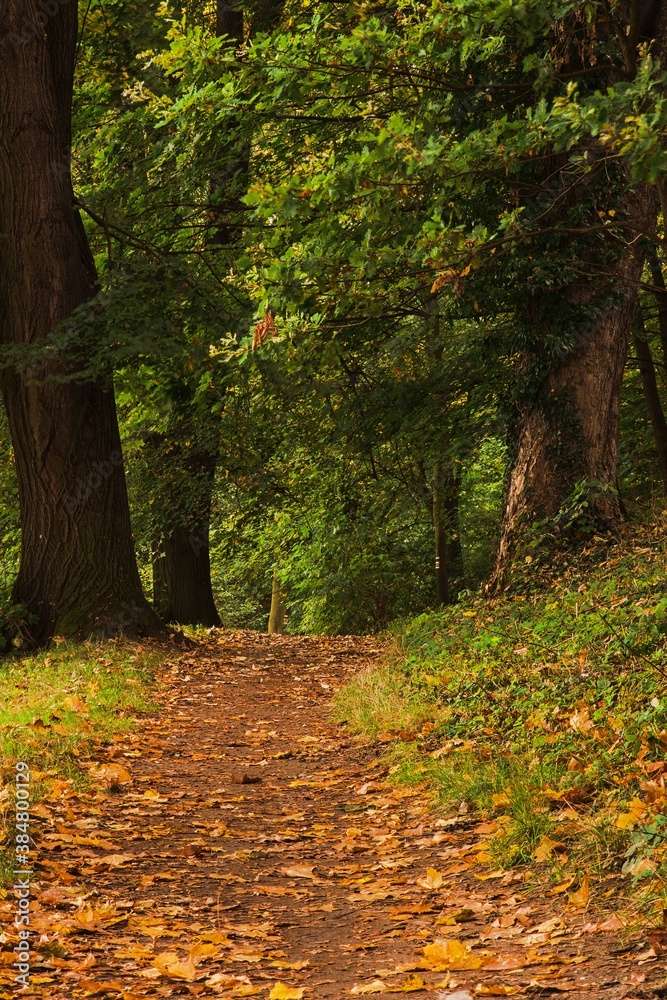 On the autumn road among large trees