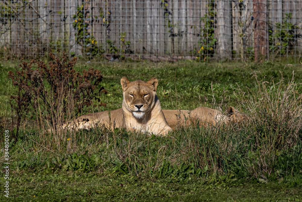 Obraz premium Female African Lion (Panthera leo) resting in the grass