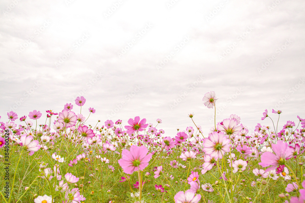 cosmos flowers gazing at the autumn sky cosmos flowers gazing at the autumn sky