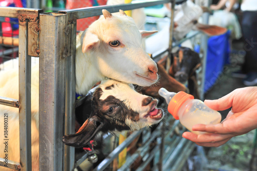 A hand hold a bottle of milk tried to feed to a baby goat