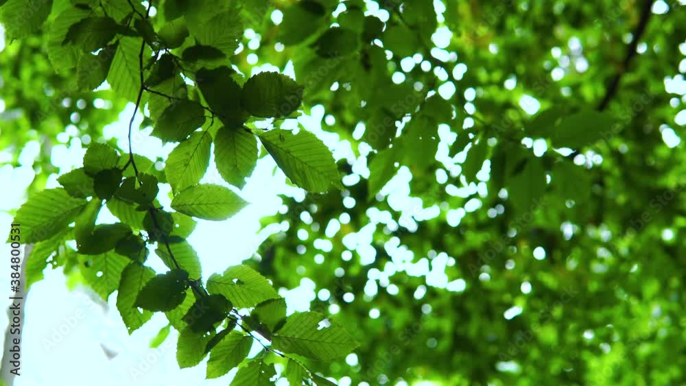 Green tree branch with leaves blowing in wind with bokeh static shot on sunny day Green tree branch with leaves blowing in wind with bokeh static shot on sunny day