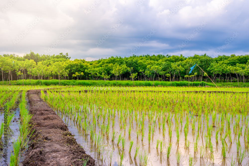 Rice field, Agriculture, paddy, with sky and cloud rain