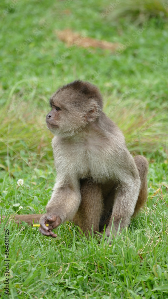 Weißstirn-Kapuzineraffe (Cebus albifrons). Ecuador. Im Nordwesten Südamerikas beheimatet. Weißstirn-Kapuzineraffe (Cebus albifrons). Ecuador. Im Nordwesten Südamerikas beheimatet.