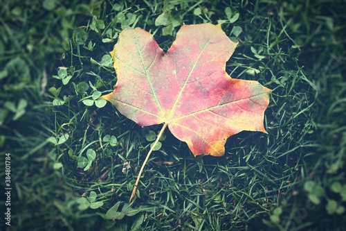 a maple leaf on the floor in autumn