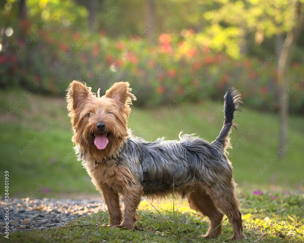 yorkshire terrier in the garden yorkshire terrier in the garden