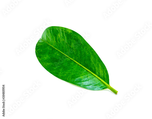 Tropical green leaf isolated on white background