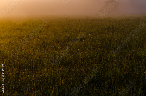 the sun s rays break through the lush grass. thick morning fog