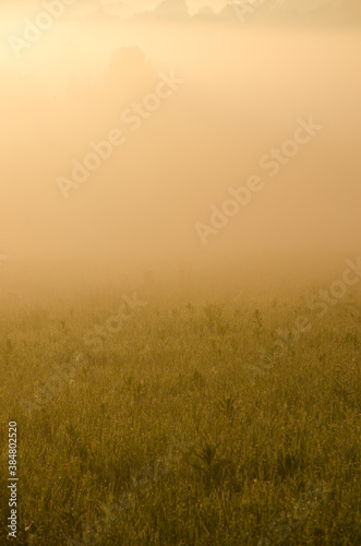 the sun's rays break through the lush grass. thick morning fog