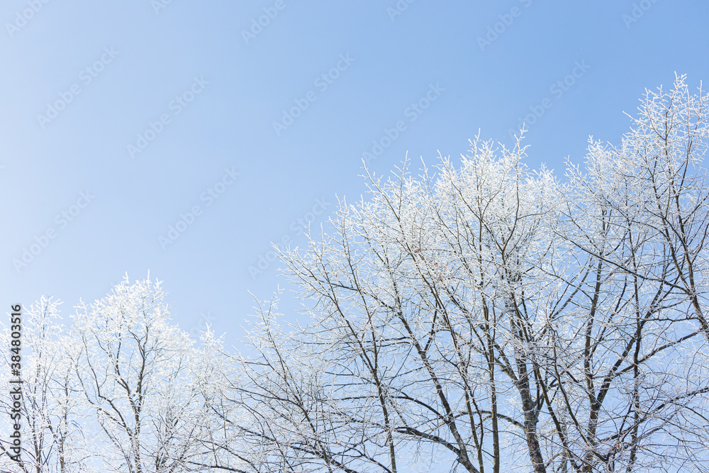 Tree branches covered in frost snow Tree branches covered in frost snow