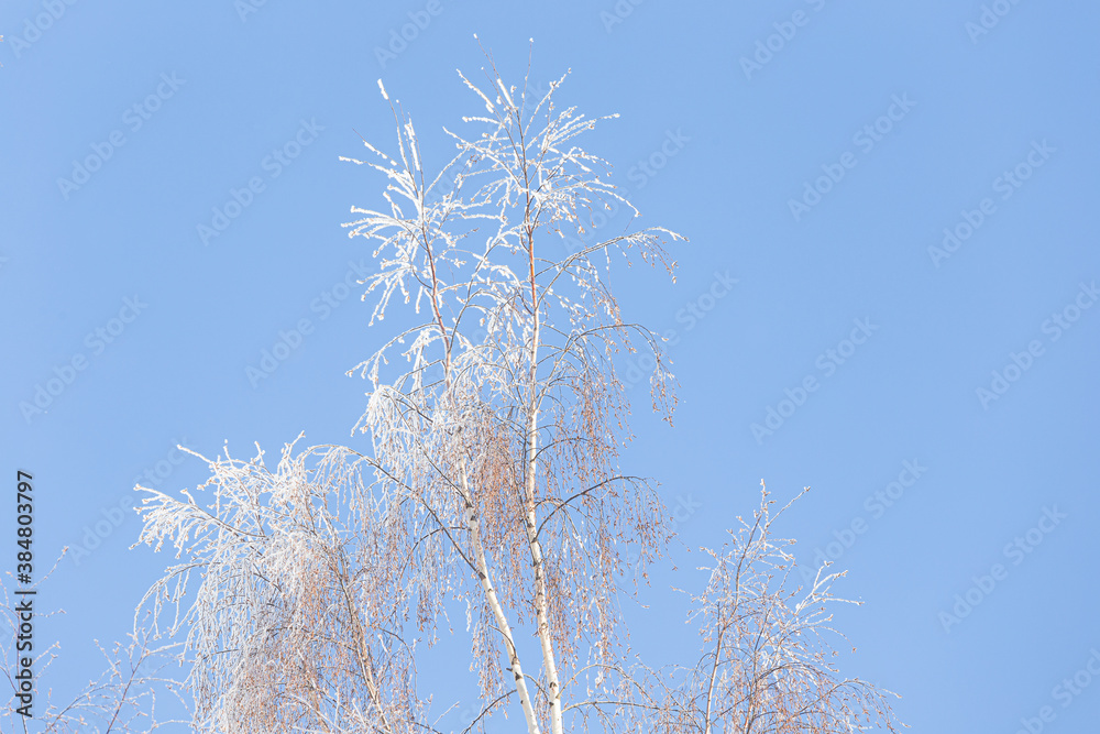 Tree branches covered in frost snow Tree branches covered in frost snow
